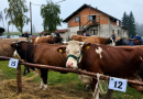 Obavijest za proizvođače i izlagače na Sajmu travničkog (vlašićkog) sira i Izložbi priplodnih krava i ovce pramenke