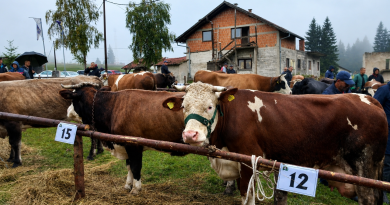 Obavijest za proizvođače i izlagače na Sajmu travničkog (vlašićkog) sira i Izložbi priplodnih krava i ovce pramenke